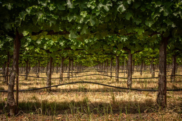 widoki na winnicę - napa grape vineyard vine zdjęcia i obrazy z banku zdjęć