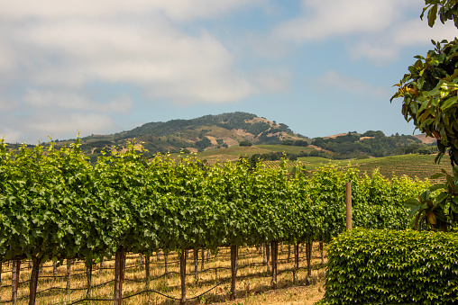 Lush vineyards in California's Wine Country