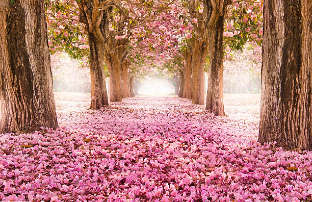 romantique fleur tunnel - flower spring pink blossom photos et images de collection