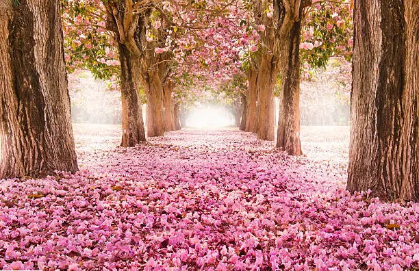 Photo of Romantic flower tunnel