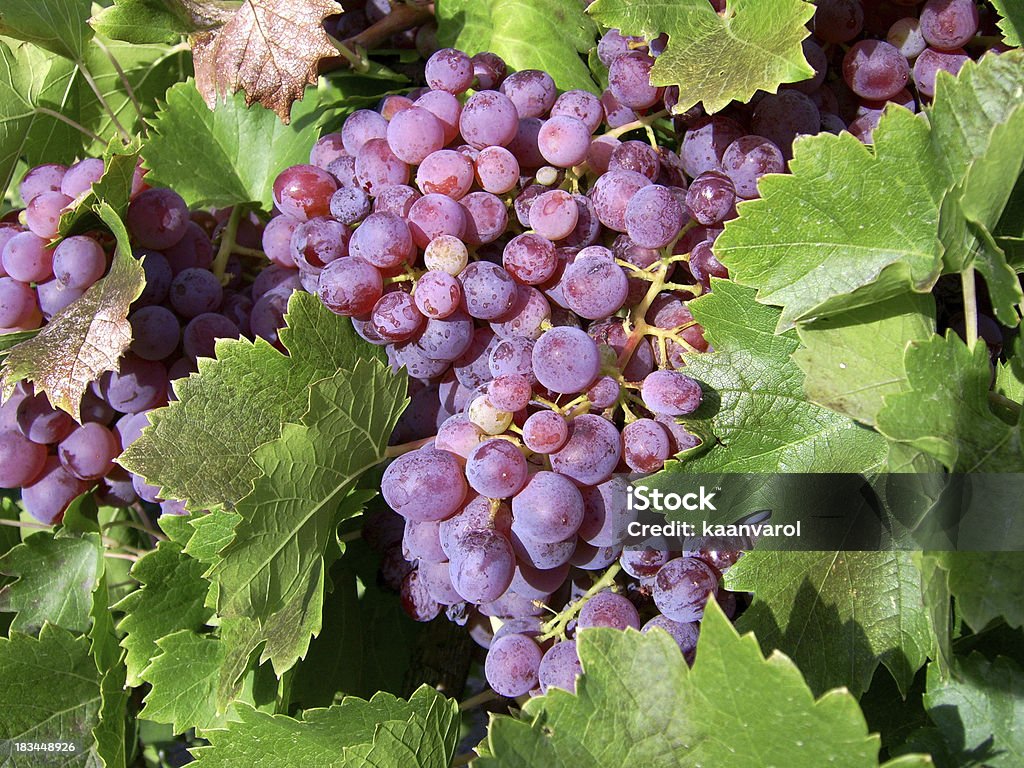 Grape Bunch of grapes Agricultural Field Stock Photo