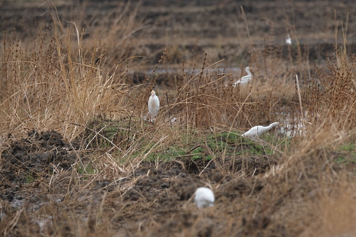 Cattle Egret in the he rice farm