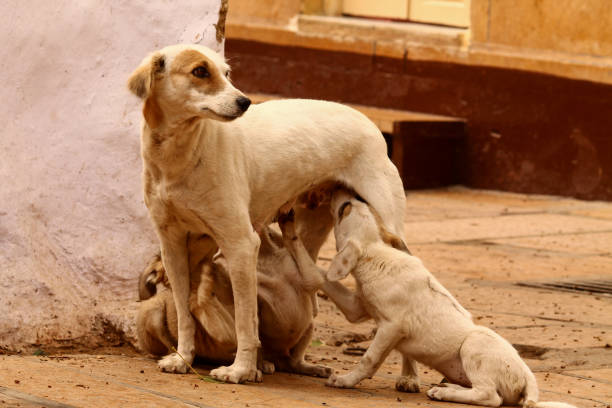 istock Dog mom feeding her puppies on streets 1834494017