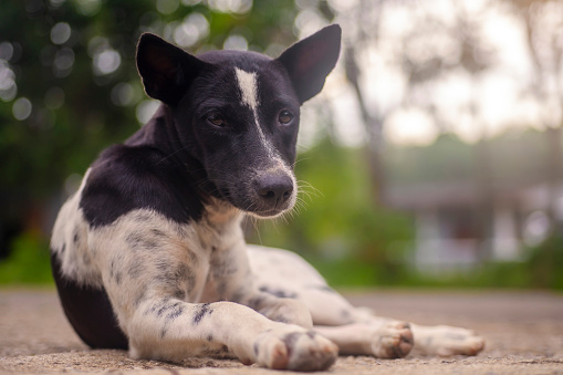 Stray dog ââlying hungry waiting for food from passersby, World Dog Day concept