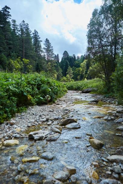 istock A swift mountain river. Water flows in nature. Mountainous terrain. 1834503646
