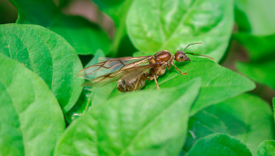 Close up of weaver ant queen Oecophylla smaragdina perched on a chili plant. The queen of winged ants perched on a plant