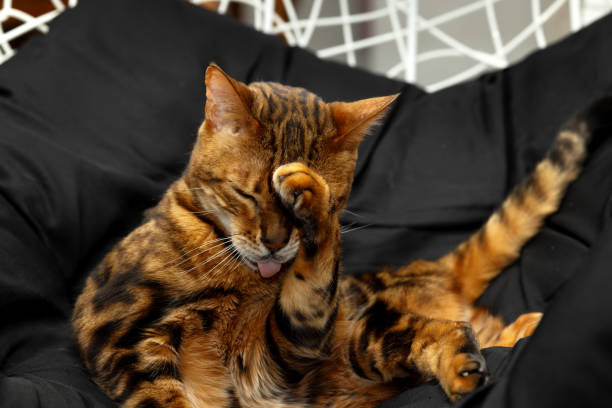 istock A Bengal cat washes itself lying in an armchair on a black plaid 1834507972