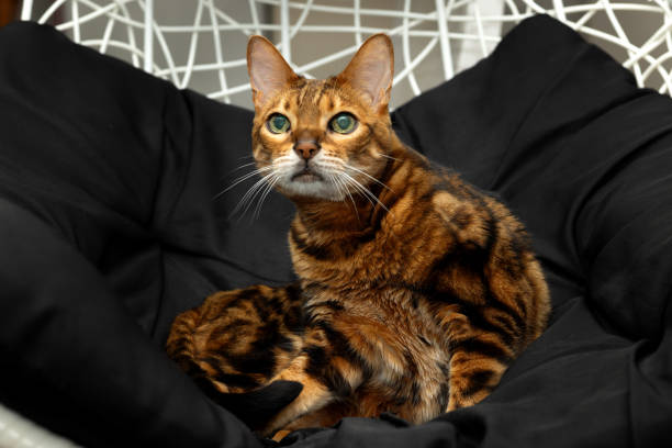 Bengal cat brown tabby in a chair on a black plaid