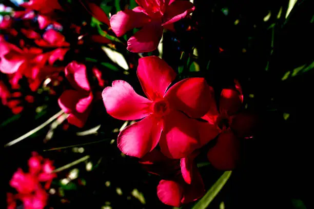 夾竹桃の花