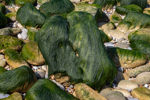 Stones covered with green algae that look like green hair