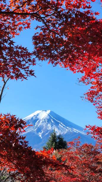 istock Mount Fuji with red japanese maple leaves on the foreground 1834530051