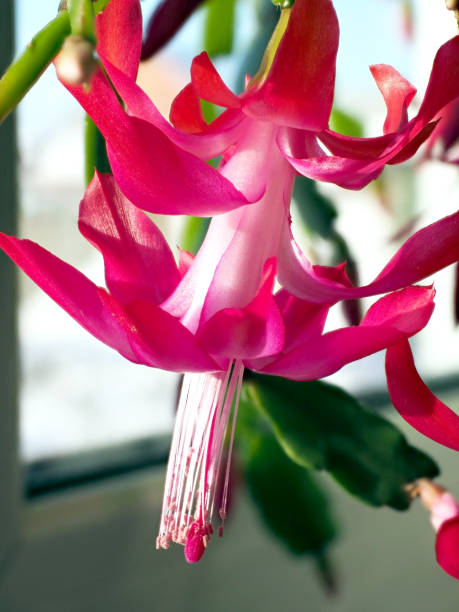 istock delicate fresh flower of a Christmas cactus 1834539602