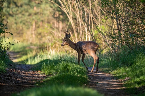 A graceful white-tailed deer strolls down a sun-dappled path