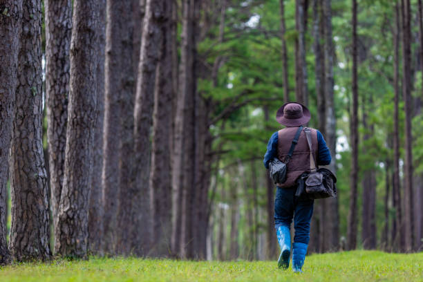 Biologist park ranger is patroling inside the evergreen conifer forest for surveying native and invasive biodiversity plant organism and food security usage
