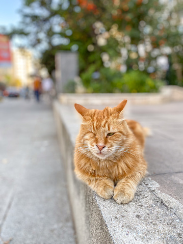 Ginger stray cat is sitting on the street.