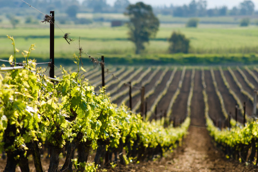 view of vineyard, outdoor in Sardinia