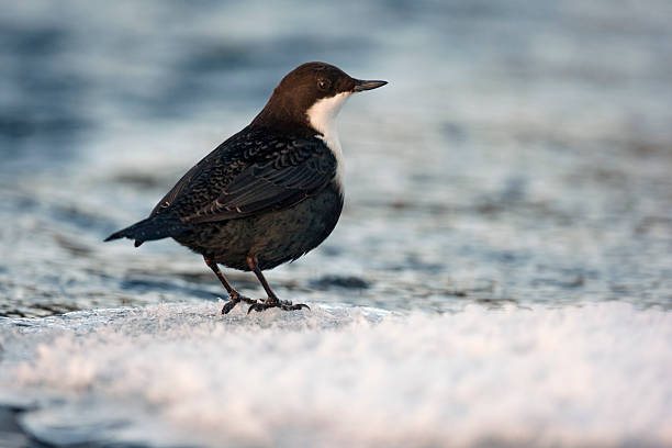 istock Black-bellied dipper, Cinclus 183455056