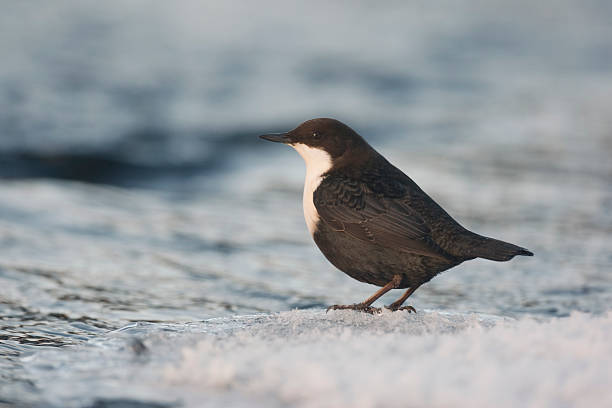 istock Black-bellied dipper, Cinclus 183455062