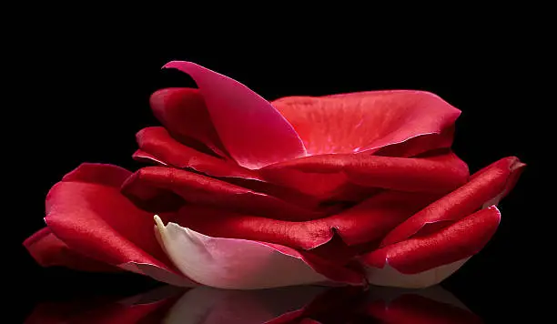 handful of rose-petals isolated on a black background
