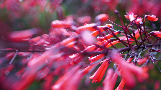 Blurry red background of Firecracker plant or Russelia equisetiformis flower. Floral backgrounds. Ornamental Flowering Plants.