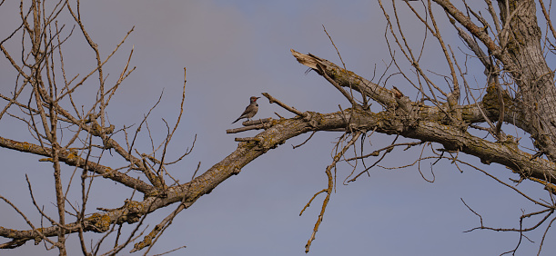 A charming small bird perched atop a tree branch in an outdoor setting