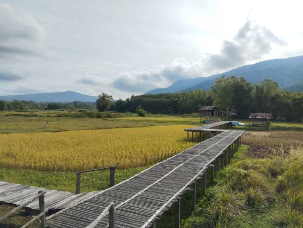 istock Beautiful paddy rice field view in Loei Province, Thailand 1834588699