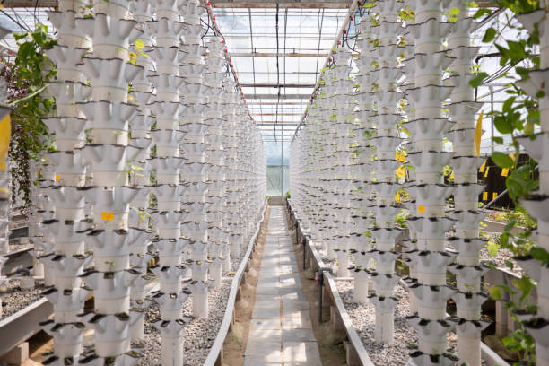 istock Hydroponics soilless cultivation vegetable factory 1834591547