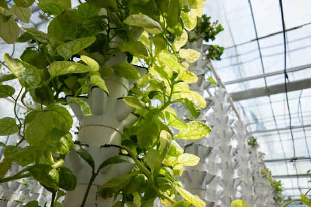istock Hydroponics soilless cultivation vegetable factory 1834591827