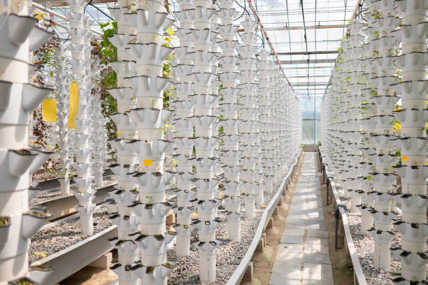 istock Hydroponics soilless cultivation vegetable factory 1834591878
