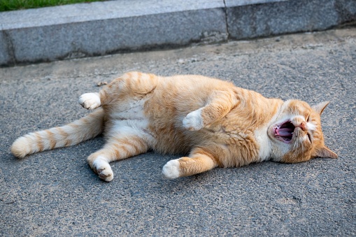 An orange tabby cat is leisurely laying on a city pavement, appearing to be in a relaxed state as it yawns