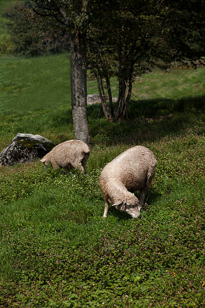 sheeps and tree sheeps and tree meek as a lamb stock pictures, royalty-free photos & images