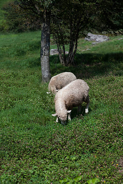 tree and sheeps tree and sheeps meek as a lamb stock pictures, royalty-free photos & images