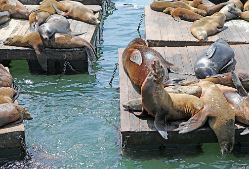 Sea Lions align the wharf at San Francisco Bay.