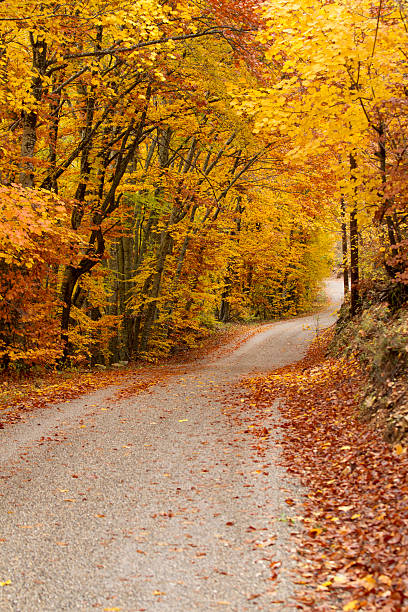 istock Autumn leaves along a narrow road 183461382