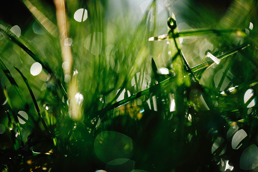 Beautiful round drops of morning dew on grass sparkle in morning light. Dew drops macro in nature outdoors.