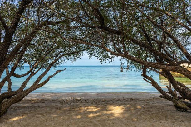 istock View from sand beach on blue sea horizon through natural nature frame from trees branches 1834618097