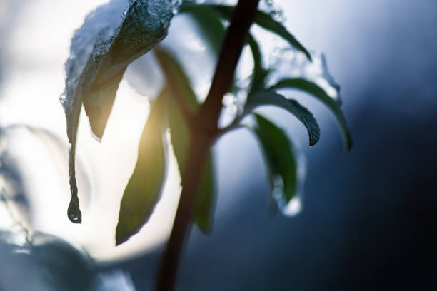 Close up of melting ice dripping from leaf