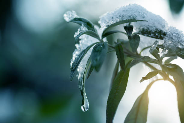 frozen branch in winter, frost, ice and frost