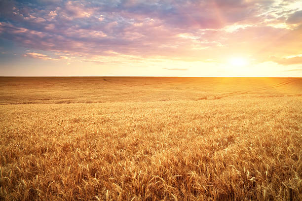 istock Meadow of wheat. 183463147