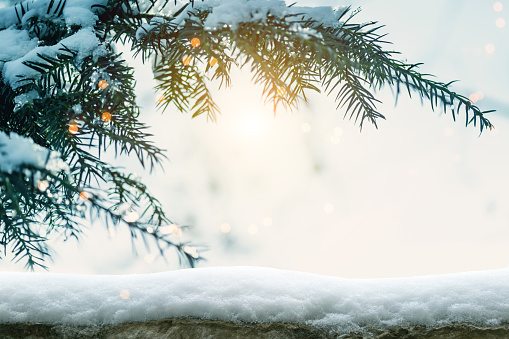 Pine tree background for Christmas decoration with snow and defocused lights