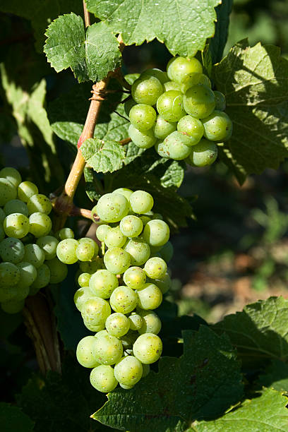 White grapevine stock photo