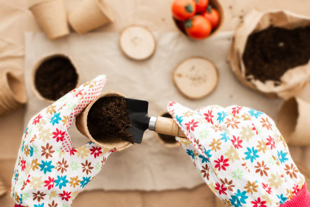 istock Planting tomato seeds for seedlings 1834651136