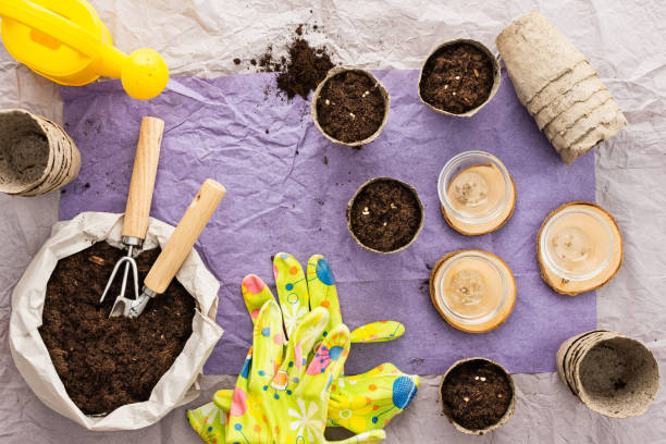 istock Planting seedlings of tomato 1834651140