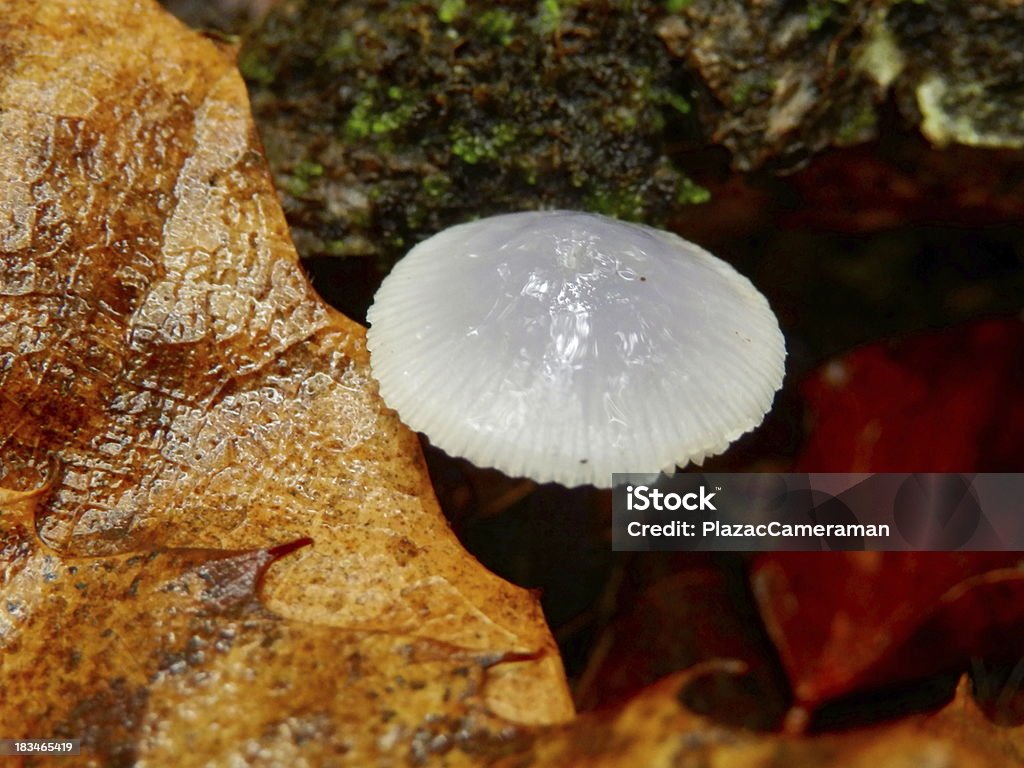 Mycena stylobates - キノコのロイヤリティフリーストックフォト