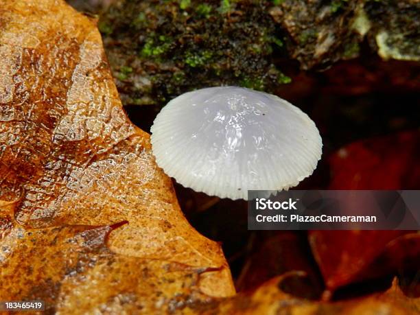 Mycena Stylobates - キノコのストックフォトや画像を多数ご用意 - キノコ, クローズアップ, フード