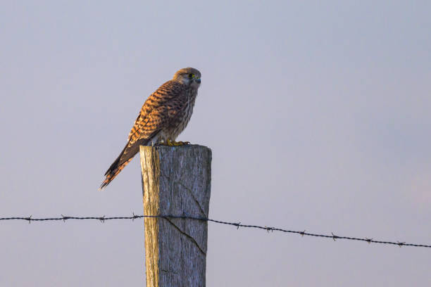 istock A Common Kestrel sitting on a wooden pole 1834659643