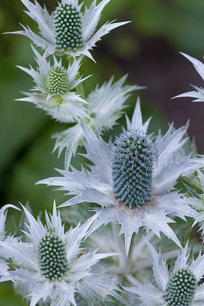 istock Eryngium giganteum 183465976