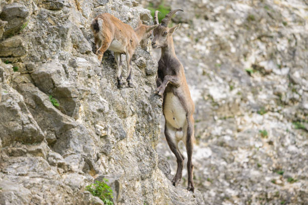 istock Two young alpine ibexes fighting on a rock face 1834670416
