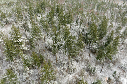Snowy pine tree forest during winter seen from above in the Veluwe nature reserve in Gelderland, The Netherlands.