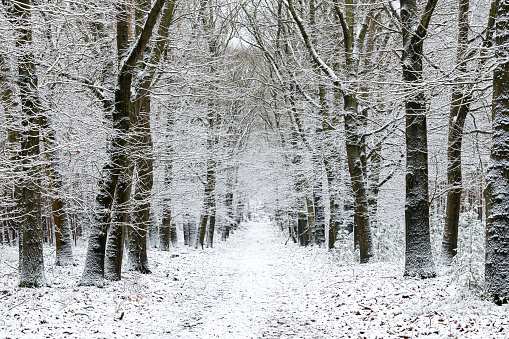 Snowy winter landscape at the Zwolse Bos forest during a cold early springtime day with fresh snowfall at the Veluwe in Gelderland, The Netherlands